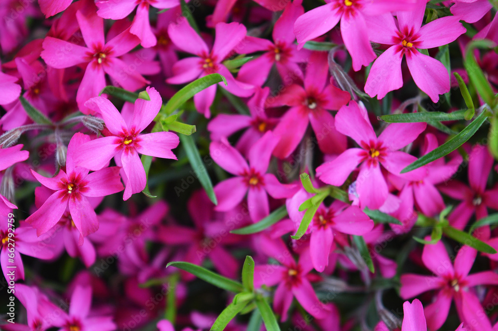 Pink flowers of Phlox pilosa background