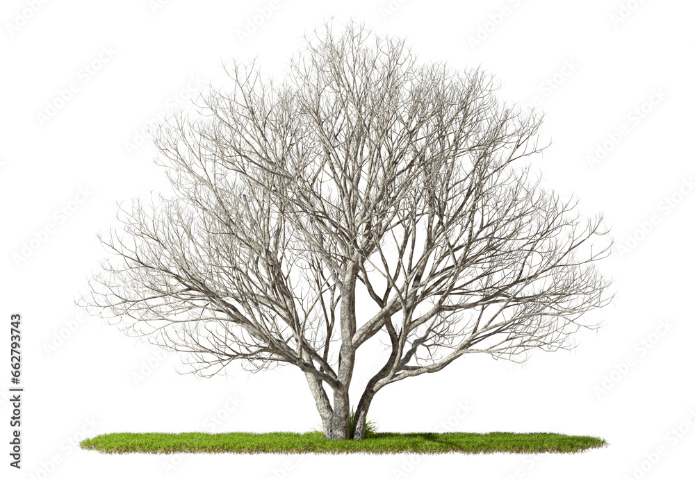 Fototapeta premium Die woods trees standing alone on grassy cut-out transparent backgrounds 3d rendering png