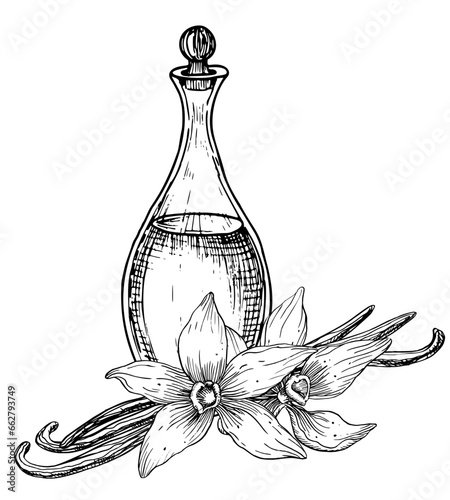 Vanilla Flower with glass Flacon. Hand drawn vector illustration of Floral ingredient and decanter in line art style for Essential Oil or aroma therapy. Engraved sketch of carafe with floral sticks