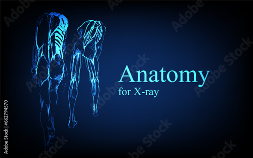 Human anatomy in front on x ray view. Anatomy human body connection, Medical, educational or science banner on futuristic blue background, Vector hand drawn illustration