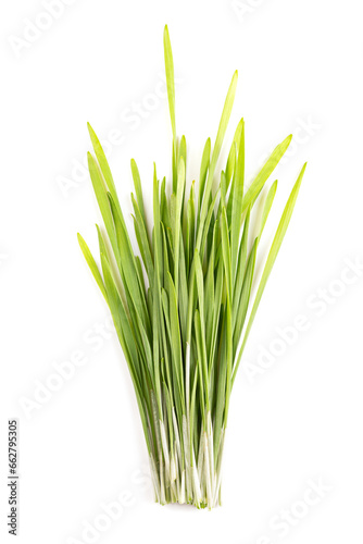 Bunch of fresh wheatgrass. Sprouted first leaves of common wheat Triticum aestivum, used for food, drink, or dietary supplement. Contains chlorophyll, amino acids, minerals, vitamins and enzymes.