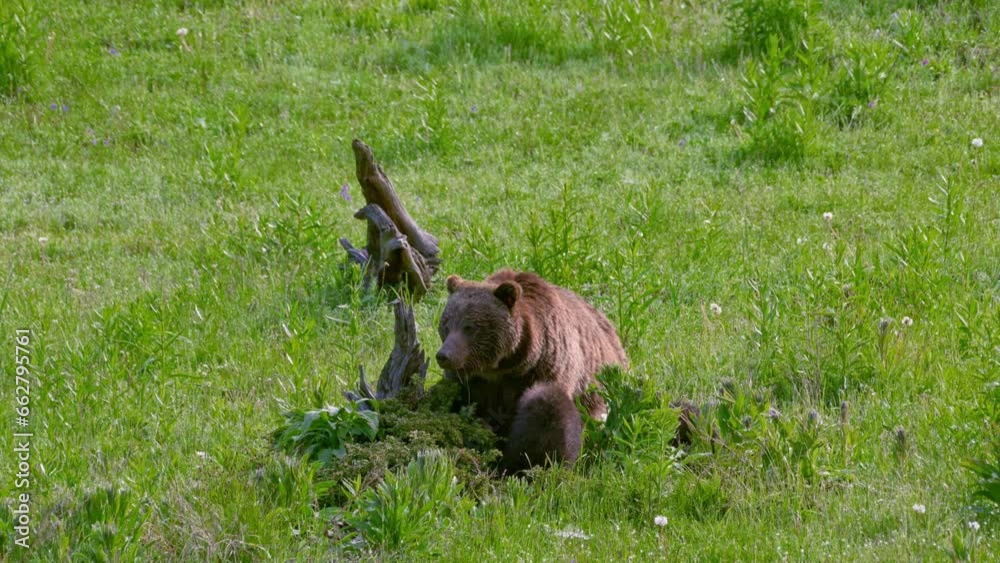 Grizzly bear sow with cubs, Ursus arctos horribilis, Yellowstone National Park, Wyoming, United States of America Grizzly bear sow with cubs, Ursus arctos horribilis, Yellowstone National Park, Wyoming, United States of America