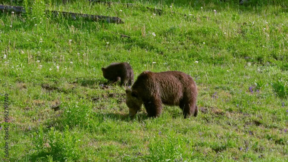 Grizzly bear sow with cubs, Ursus arctos horribilis, Yellowstone National Park, Wyoming, United States of America Grizzly bear sow with cubs, Ursus arctos horribilis, Yellowstone National Park, Wyoming, United States of America