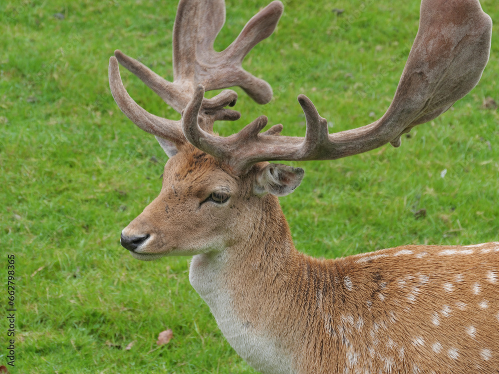 Damwild Hirsch auf einer grünen Weide bei Prideaux Place, Padstow, Cornwall, England Damwild Hirsch auf einer grünen Weide bei Prideaux Place, Padstow, Cornwall, England
