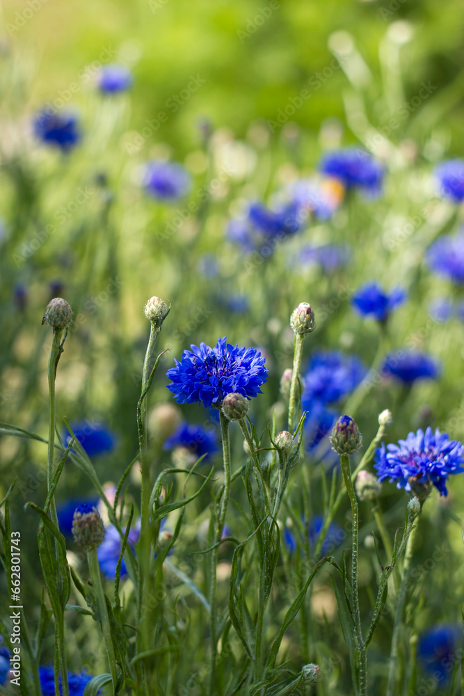 cornflowers in the garden - soft focus cornflowers in the garden - soft focus