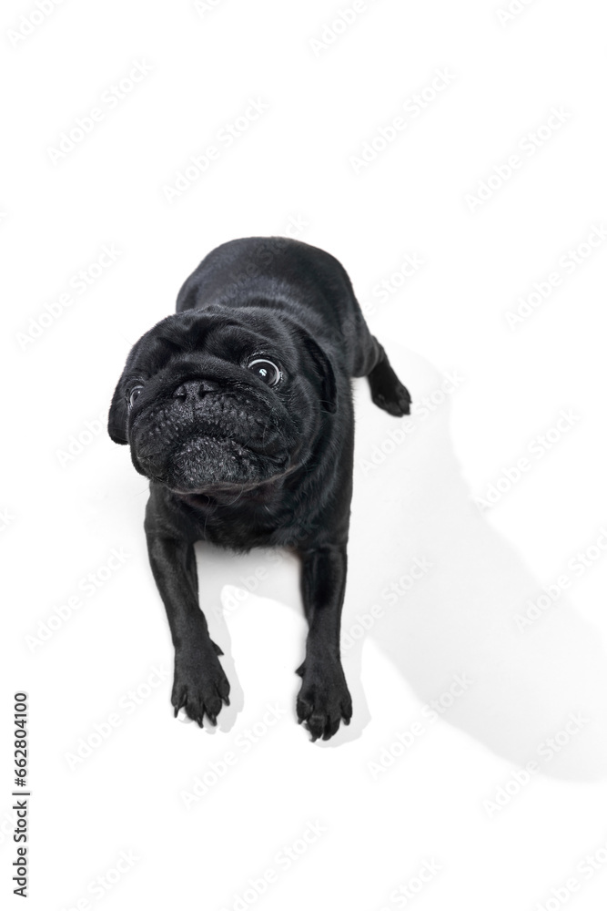 Top view portrait of cute little black Pug, breed dog lying and looking at camera with his big smart eyes against studio background. Copy space for text. Top view portrait of cute little black Pug, breed dog lying and looking at camera with his big smart eyes against studio background. Copy space for text.