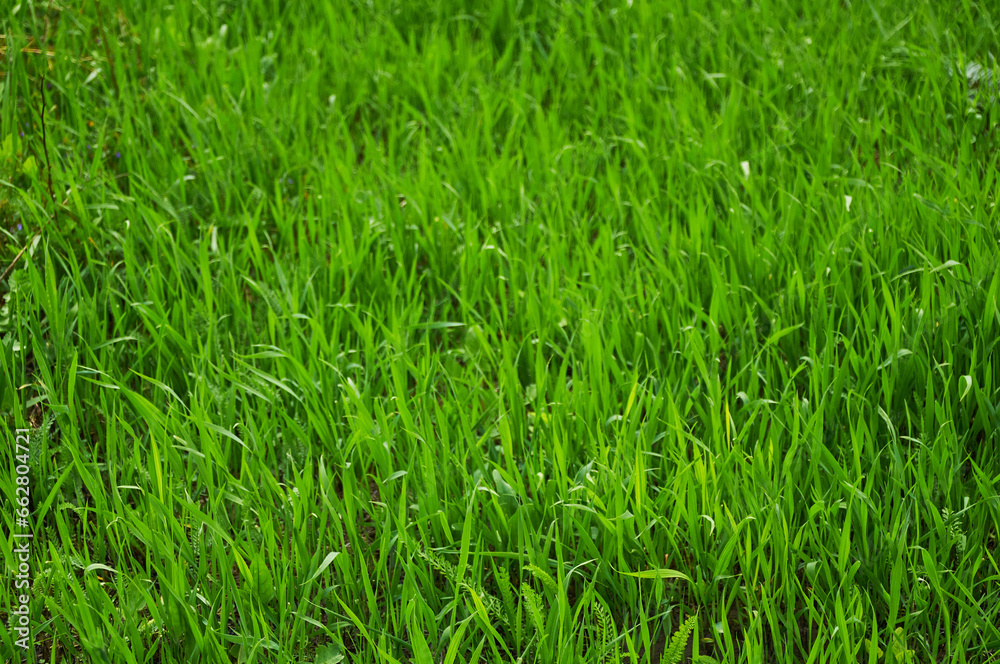Background of green natural grass. green grass in spring Background of green natural grass. green grass in spring