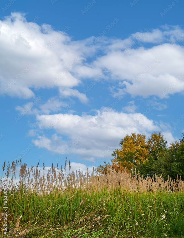Field yellow grass and flowers in the backlight. Autumn landscape Field yellow grass and flowers in the backlight. Autumn landscape