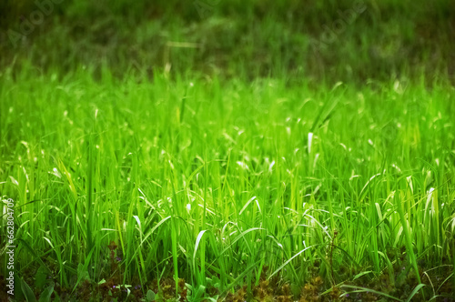 Green grass on a sunny day. Natural grass background
