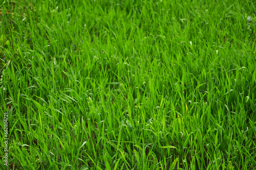 Background of green natural grass. green grass in spring