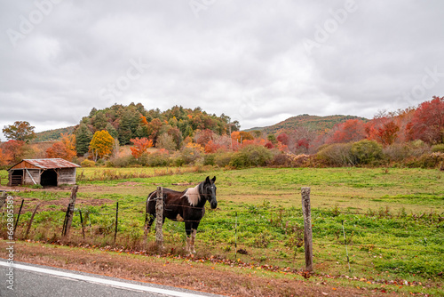autumn horse © mark