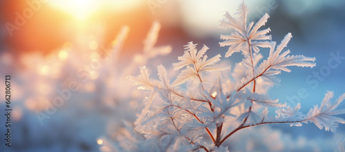 Winter season outdoors landscape, frozen plants in nature covered with ice and snow, under the morning sun - Seasonal background for Christmas wishes and greeting card