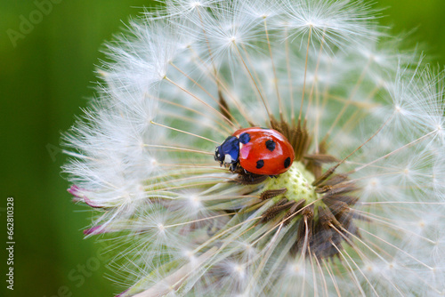 Ladybug sitting on white fluffy dandelion