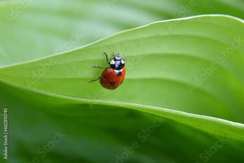 Ladybug runs on a large green hosta leaf