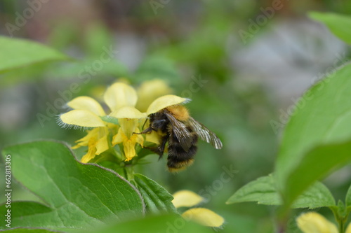 Bee sits on yellow flower and collects nectar © Lidiya Sivak