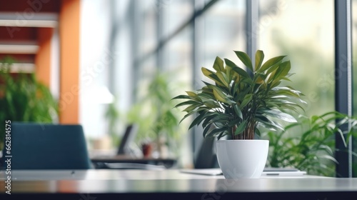 A plant in a pot stands on a table against the background of a window