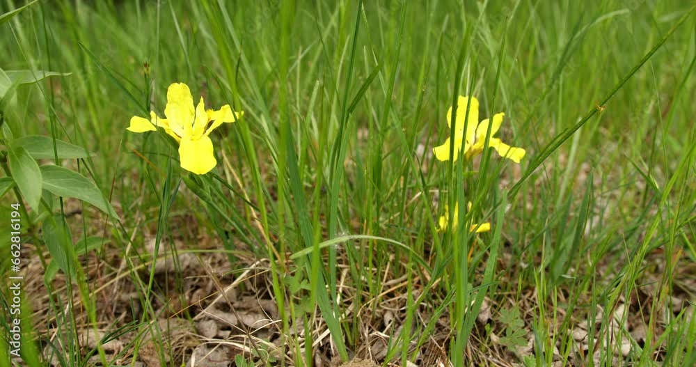 Yellow iris in the steppe area in spring Yellow iris in the steppe area in spring