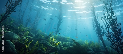 Kelp forest below the water surface With copyspace for text