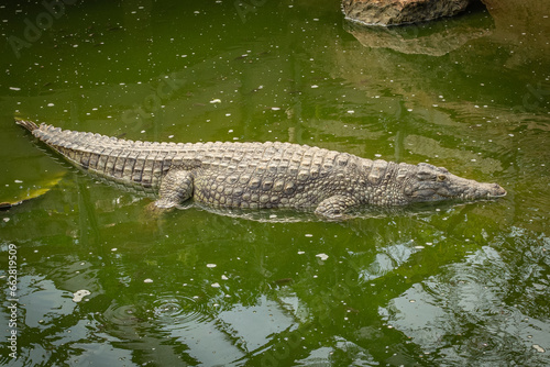 crocodile en gros plan, à moitié immergé dans l'eau