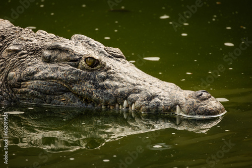crocodile en gros plan, à moitié immergé dans l'eau