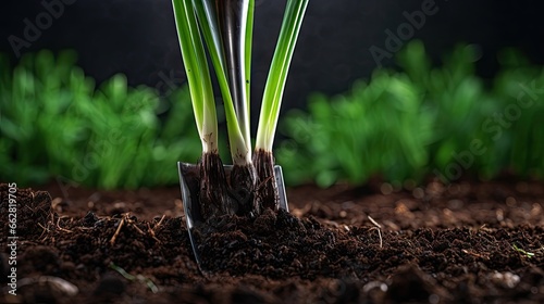Macro shot of miniature shovel stuck in a black soil next to fresh green onion sprouts. Home gardening and growing vegetables concept. Planting young onion. Harvesting green spring onion