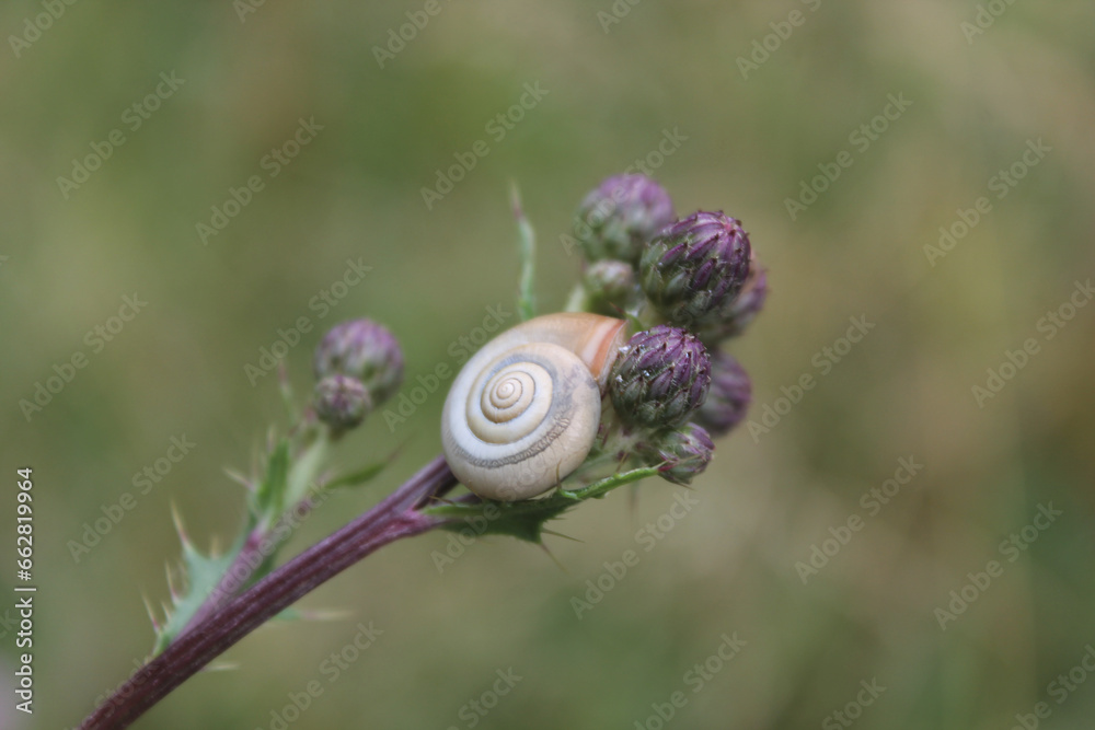 Schnecke auf Distel