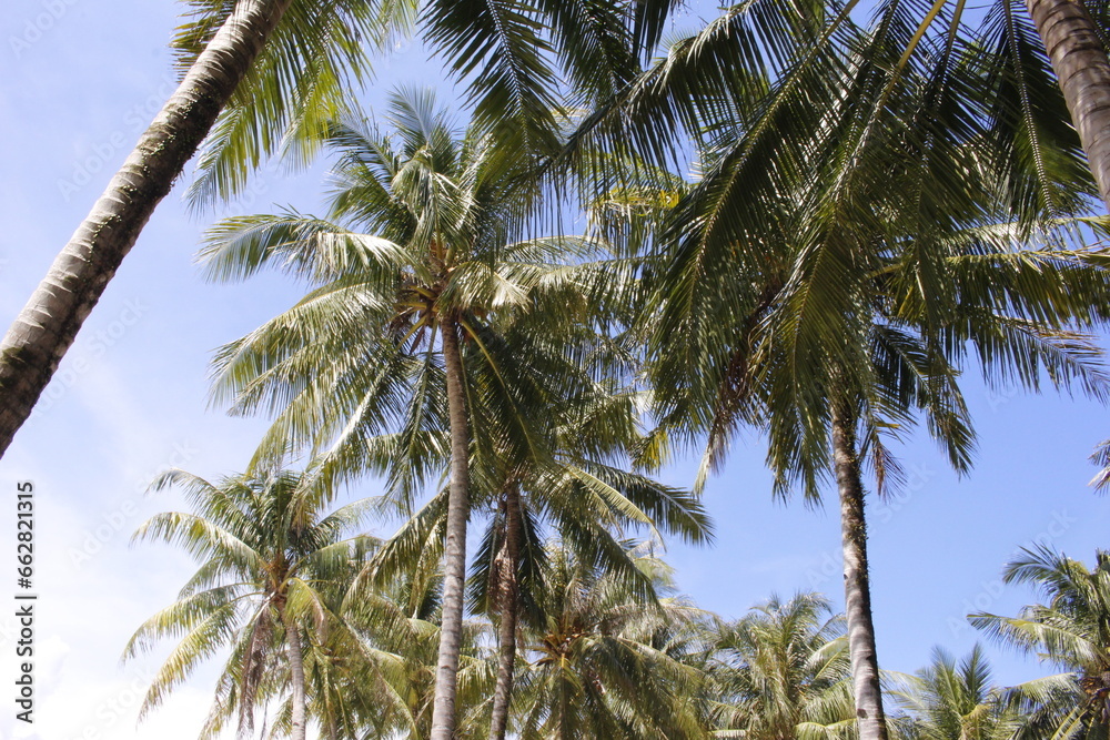 Obraz premium Coconut leaves on a sunny day