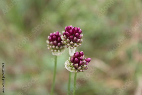 Kugelköpfiger Lauch - Allium Sphaerocephalon