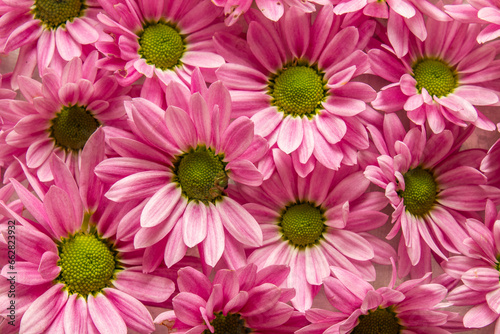 Muitas flores cor-de-rosa cobrindo uma superf  cie. Fundo de flores cor-de-rosa.