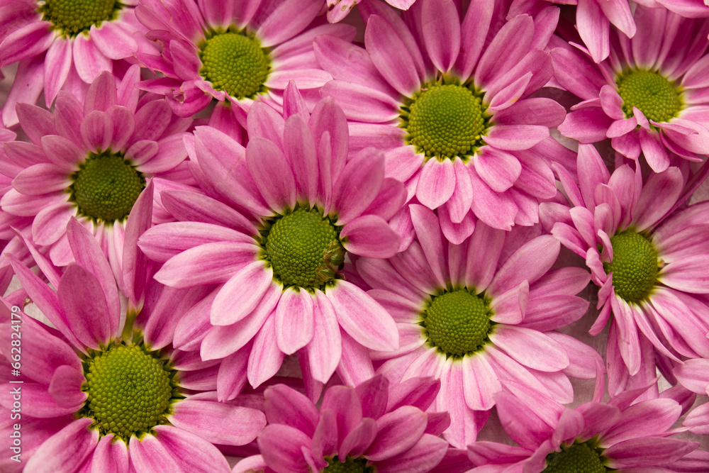 Muitas flores cor-de-rosa cobrindo uma superfície. Fundo de flores cor-de-rosa.