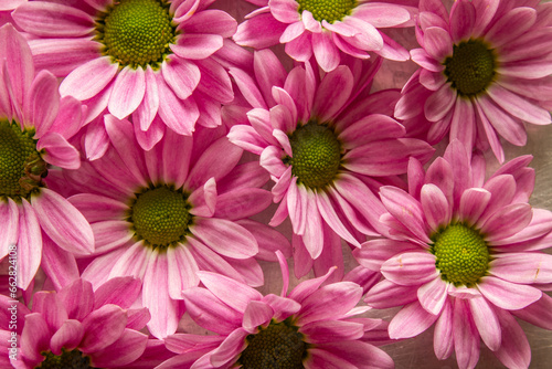 Muitas flores cor-de-rosa cobrindo uma superf  cie. Fundo de flores cor-de-rosa.