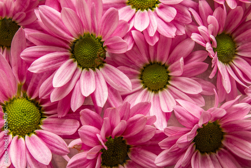 Muitas flores cor-de-rosa cobrindo uma superf  cie. Fundo de flores cor-de-rosa.