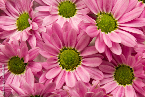 Muitas flores cor-de-rosa cobrindo uma superf  cie. Fundo de flores cor-de-rosa.