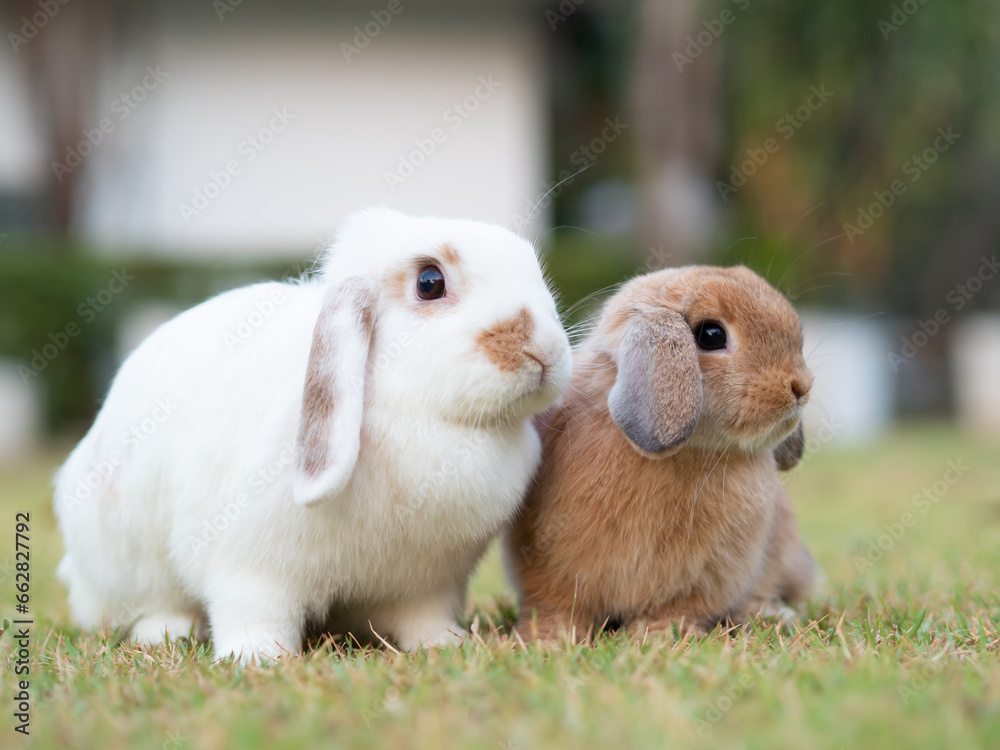 Two holland lop rabbit at garden. Lovely adult and baby holland lop rabbit sitting on green grass and looking at camera. Two holland lop rabbit at garden. Lovely adult and baby holland lop rabbit sitting on green grass and looking at camera.