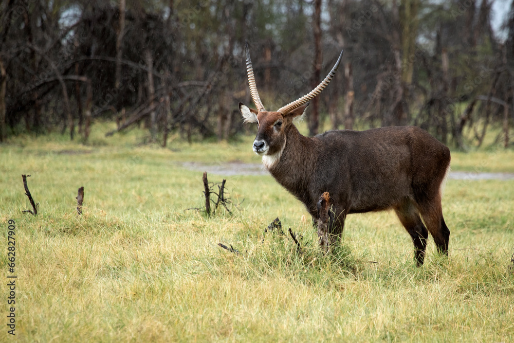 ,Common Waterbuck near n salt lake in East Africa on a rainy day in the African savanna with the last light of the day ,Common Waterbuck near n salt lake in East Africa on a rainy day in the African savanna with the last light of the day