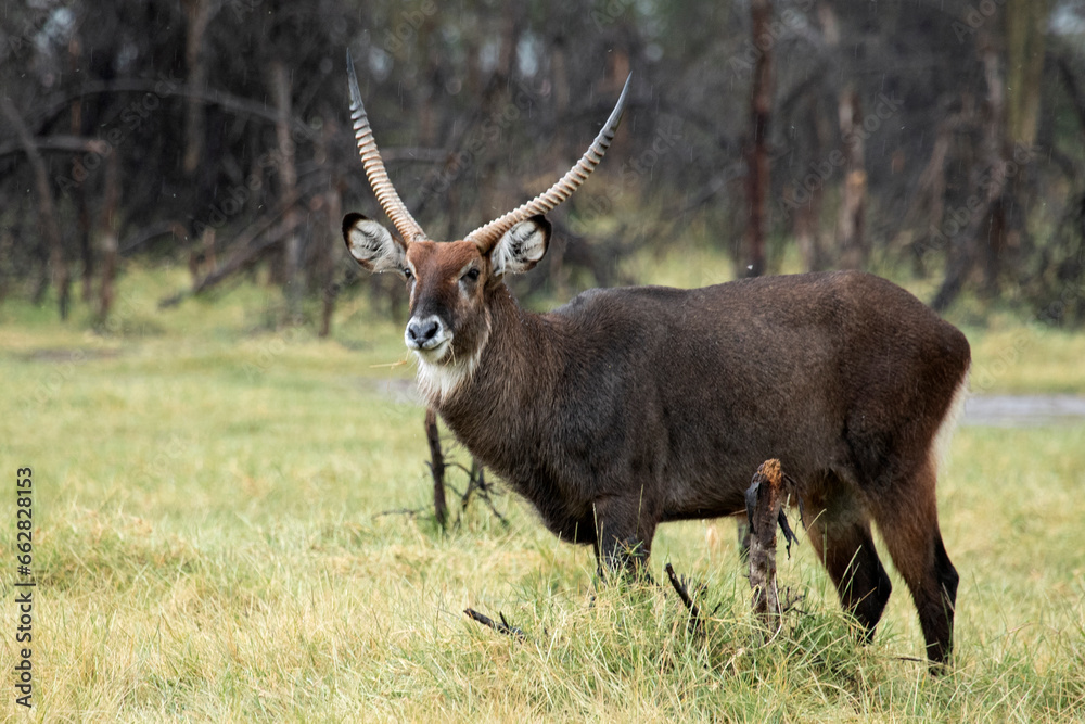 ,Common Waterbuck near n salt lake in East Africa on a rainy day in the African savanna with the last light of the day