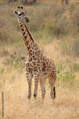 Giraffe in the African savanna on a sunny summer day at first light