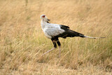 Secretary bird at the first light of sunrise in the African savanna looking for reptiles in the grass