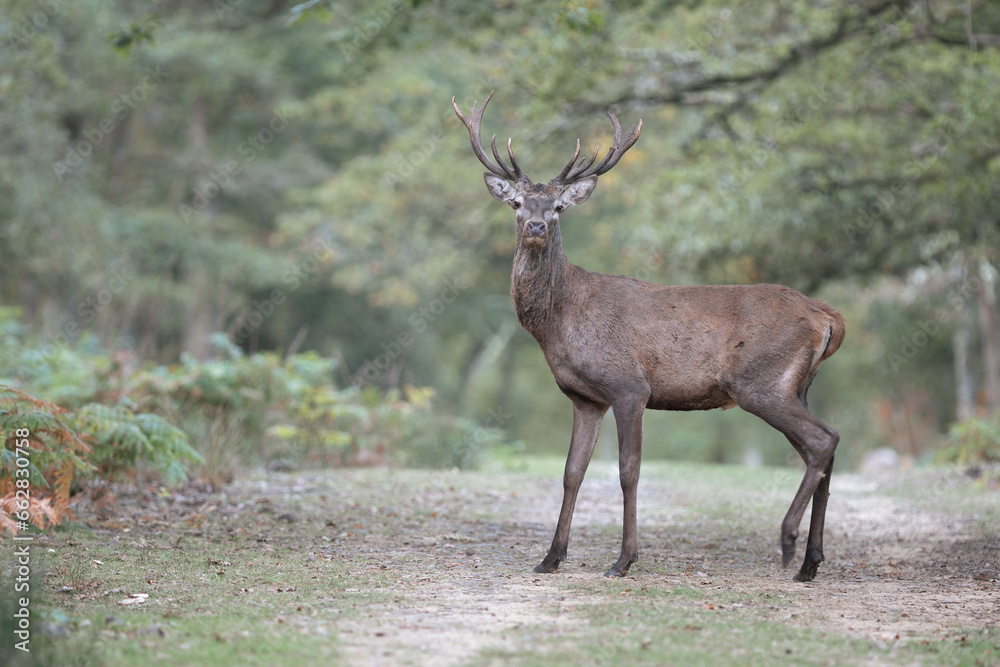 Naklejka premium Un cerf qui traverse un sentier forestier tôt le matin