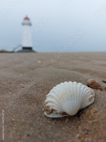 shell on the beach