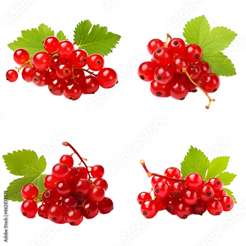 set of red currant isolated