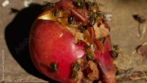 Bees and flies eat a ripe rotten pear. Close- up, nature.	