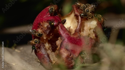 Bees and flies eat a ripe rotten pear
