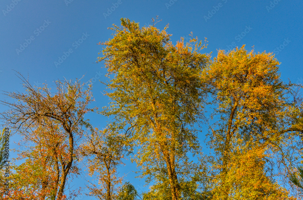 colorful trees in Tashkent Botanical Garden during fall season (Tashkent, Uzbekistan)