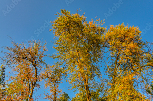 colorful trees in Tashkent Botanical Garden during fall season (Tashkent, Uzbekistan)