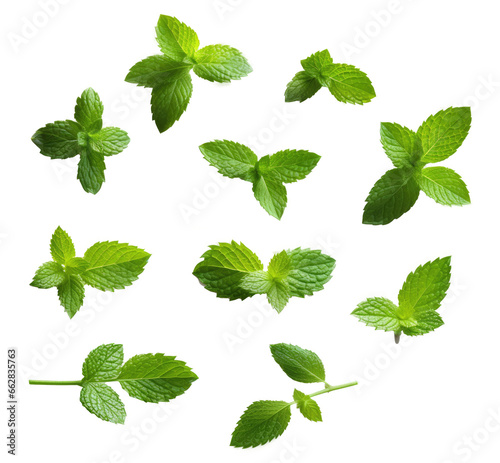 Collection set fresh mint leaves with real isolated on transparent background.
