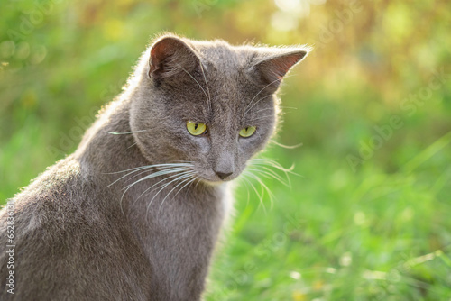 Cat Portrait. Muzzle Close-Up. Graceful Gray Cat walking on green grass meadow. Funny cat outdoors. Beautiful grey feline sitting outside. Fluffy Kitten. Backyard autumn day. Animal in the nature