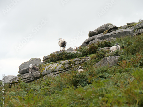 Ein Schaf mit langem fransigem Fell steht auf einem Felsen im Bodmin Moor England