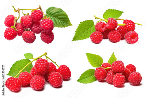 Collection set Raspberry fruits branch isolated on transparent background.