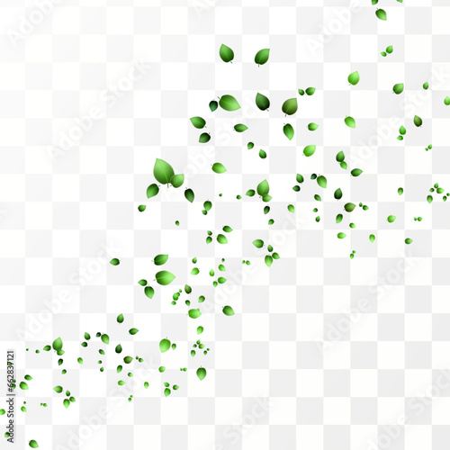 Herbal vector with herbaceous mint leaves on a transparent background. Spring green lime or tea leaves.Flying greenish leaves in the wind.Vector realistic illustration of air vortex.Concept of bloomin